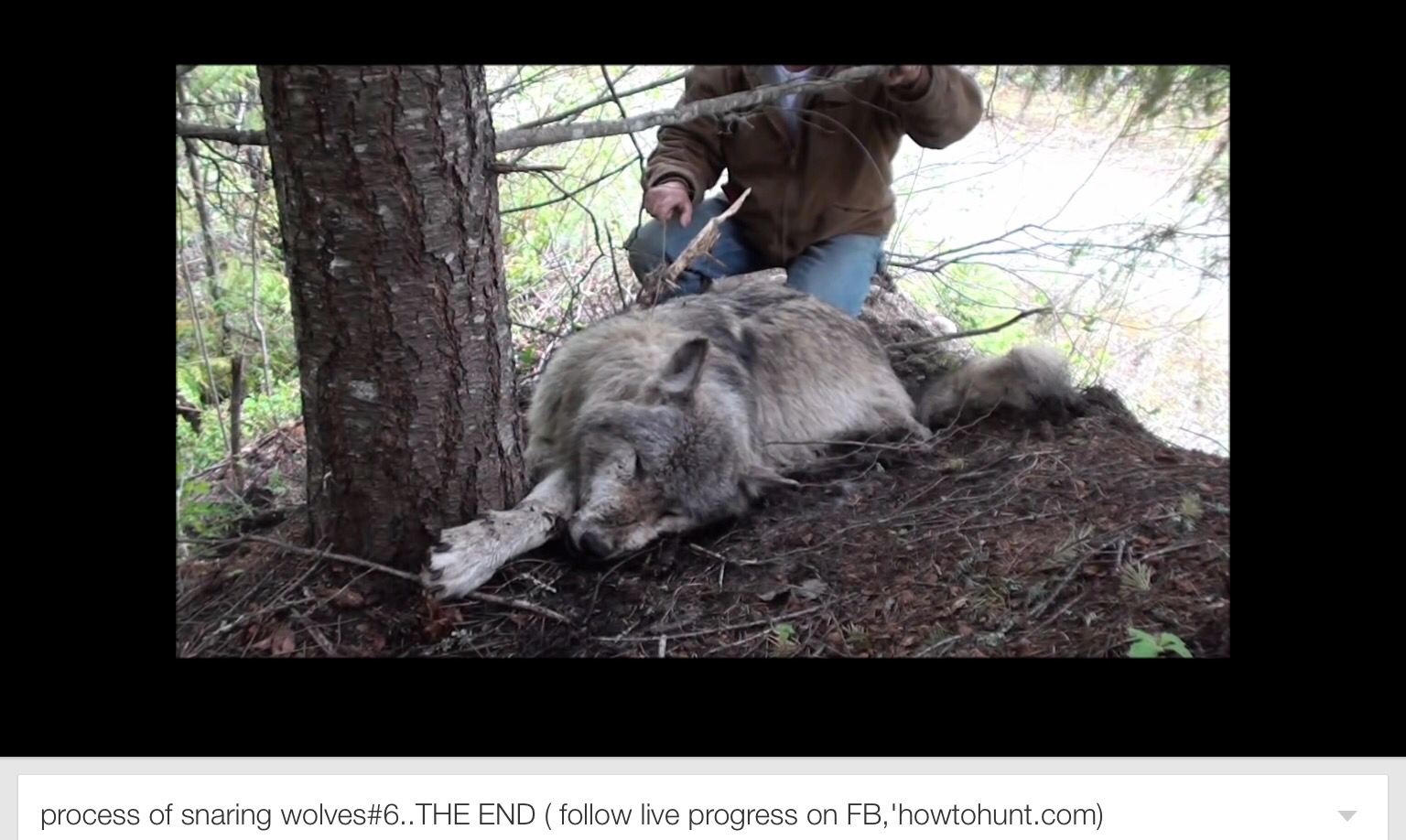 The Truth About Trapping: The use of a snare trap is the most