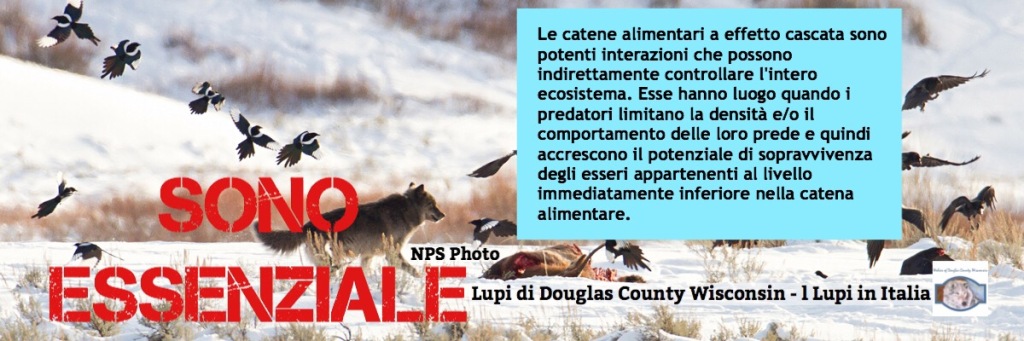 Wolves of Douglas County Wisconsin is published in Italian now…