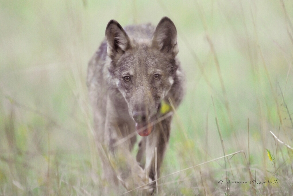 Inside the Heart of Wolf Advocacy -The Italian Story
