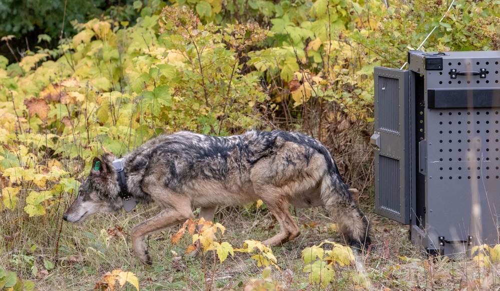 The first phase of a three to five year effort to relocate up to 20-30 wolves to the Isle Royale National Park has begun.