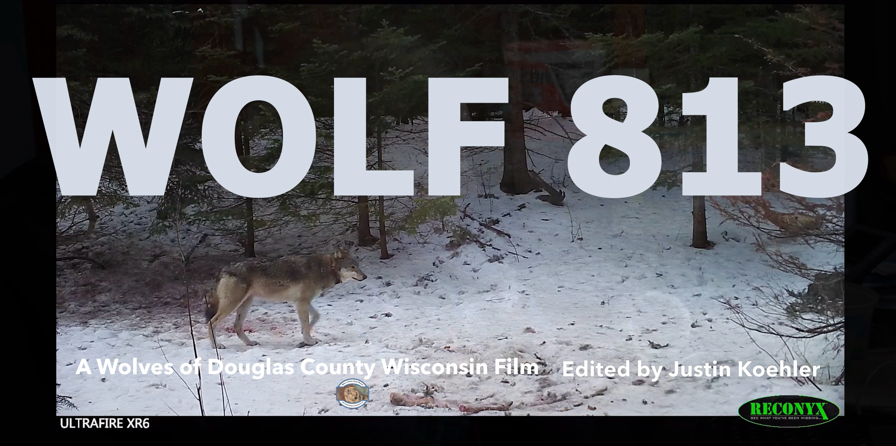 More Than Just a Wolf. A Short Film: Wolf 813.